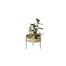 Load image into Gallery viewer, Umanoff, Planter, H: 32,5