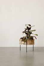 Load image into Gallery viewer, Umanoff, Planter, H: 32,5