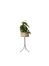 Load image into Gallery viewer, Umanoff, Planter, H: 69
